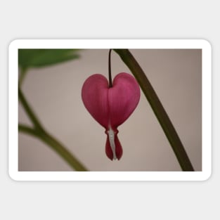 Nature’s Hearts Sticker